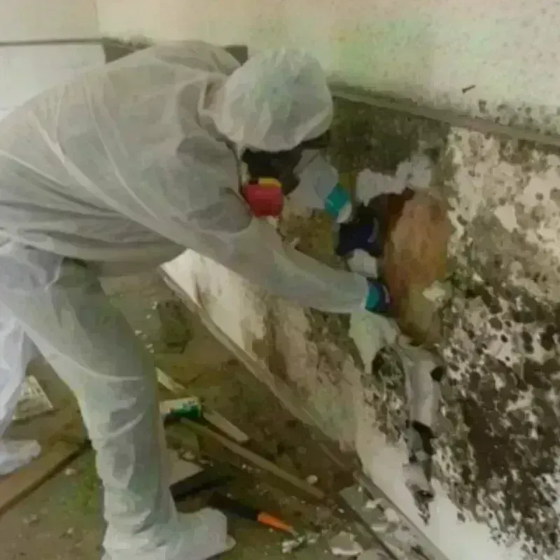 Mold Remediation and Removal in Leominster, MA